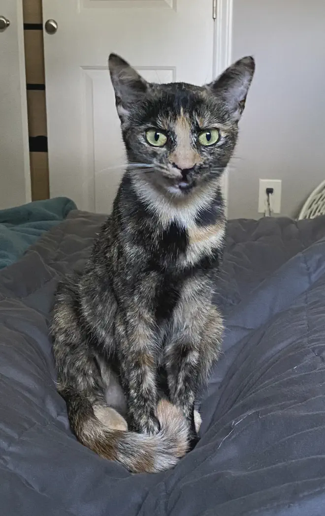 A small tortie cat sitting on a blanket. Her mouth is open as she is obviously mid-meow.