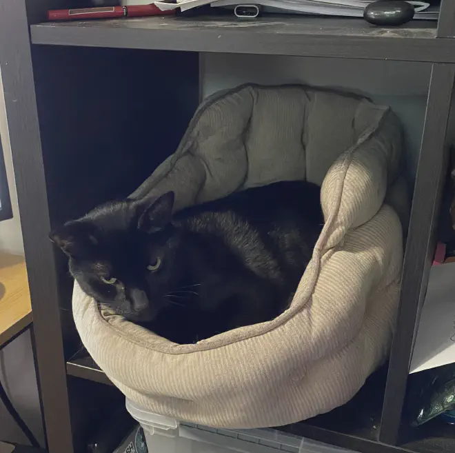 A black cat laying in a catbed in a cubby. He looks rather bored of the whole affair.